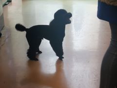 -瑞鹏动物医院宠美康(扬子江路分院)