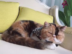 -宠爱国际动物医院· 猫科· 外科·中兽医(长白店)