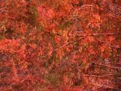 -黄海国家森林公园