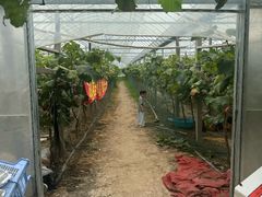 -马陆小张葡萄园农家乐