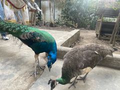 -瑞丽独树成林风景区