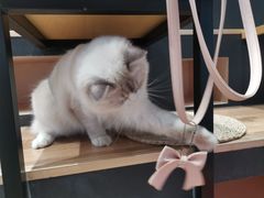 -瞄一喵猫咖(格力海岸店)