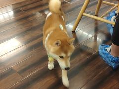 -豆柴町-柴犬主题狗咖(红鼎国际C座店)
