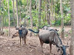 -清迈夜间动物园