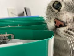 -宠颐生动物医院·猫科·心脏科(海口分院)