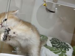 -青奢宠物·青奢猫舍