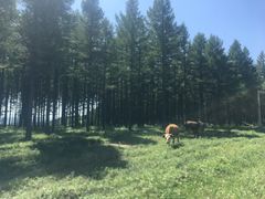 -塞罕坝国家级自然保护区