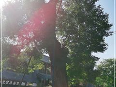 -老槐树煎包