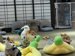 -逗柴咖啡屋·狗咖猫咖宠物桌游