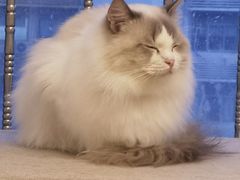 -有喵·猫咖·狗咖·30几只猫10只小狗(岗厦店)