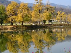 -千年银杏谷文化旅游区