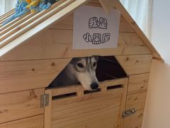 -Husky Go! 哈士奇体验馆·宠物咖啡厅狗咖