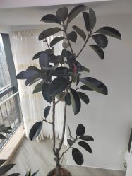 -HEYAN荷妍专业脱毛连锁机构