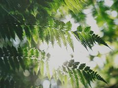 -普洱太阳河森林公园