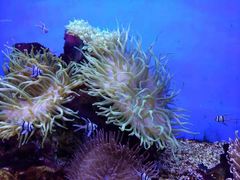 -芜湖新华联大白鲸海洋公园