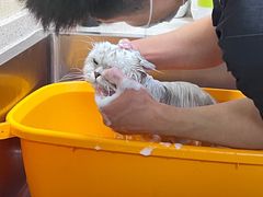 -喜洋洋宠物医院(震川路总店)