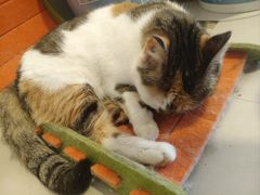 -平行世界·猫咖(首经贸店)