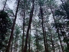 -缙云山景区
