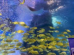 -太平洋海底世界