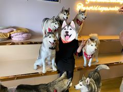 -Husky Go! 哈士奇体验馆·宠物咖啡厅狗咖