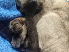 -纳吉亚猫专科动物医院·北北分院