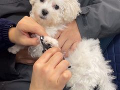 -北京观赏动物医院·24小时大型综合·猫专科·异宠专科