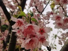 -武汉大学-樱园