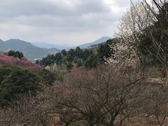 -新建村梅花
