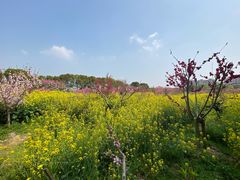 -南汇桃花村