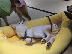 -逗柴咖啡屋·狗咖猫咖宠物桌游