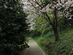 -苏州上方山国家森林公园