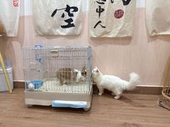 -楼上猫咖(罗湖店)