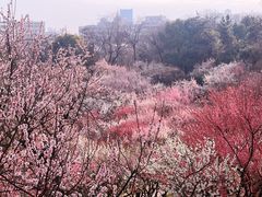 -南京古林公园