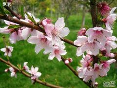 -南汇桃花村