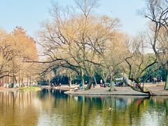 -上海共青森林公园