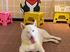 -柴犬高等学院·狗咖·柴犬售卖·宠物训练