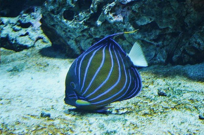 【记48】探寻"前任"世界最大水族馆 | georgia aquarium