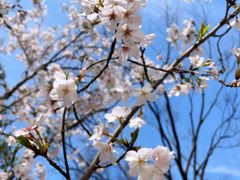 -新虹桥中心花园