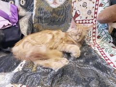 -平行世界·猫咖(首经贸店)