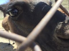 -新疆天山野生动物园