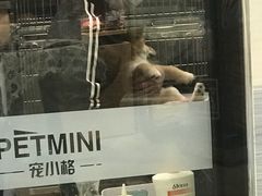 -宠小格时尚宠物生活馆(唐镇店)