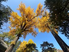 -泰山风景名胜区-普照寺