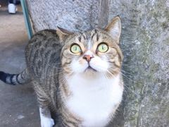 -喵屿·大理花园猫咖