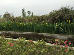 -白鹭湾湿地公园