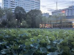 -莲湖公园