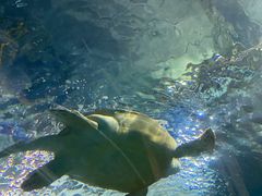 -上海海洋水族馆