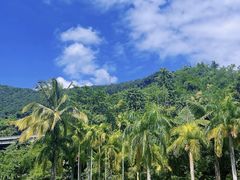 -西双版纳原始森林公园