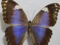 -上海昆虫博物馆