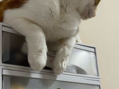 -伟伟宠物医院·瑞派猫友好医院·猫科(光谷店)