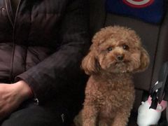 -爱侣宠医·鹦鹉专科·小型哺乳类·异宠专科(灵石路店)